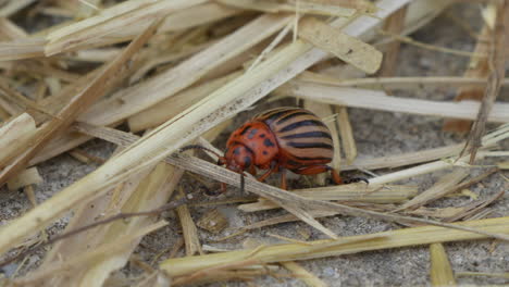 leptinotarsa decemlineata bug crawling in straw in barn during sunny day,macro