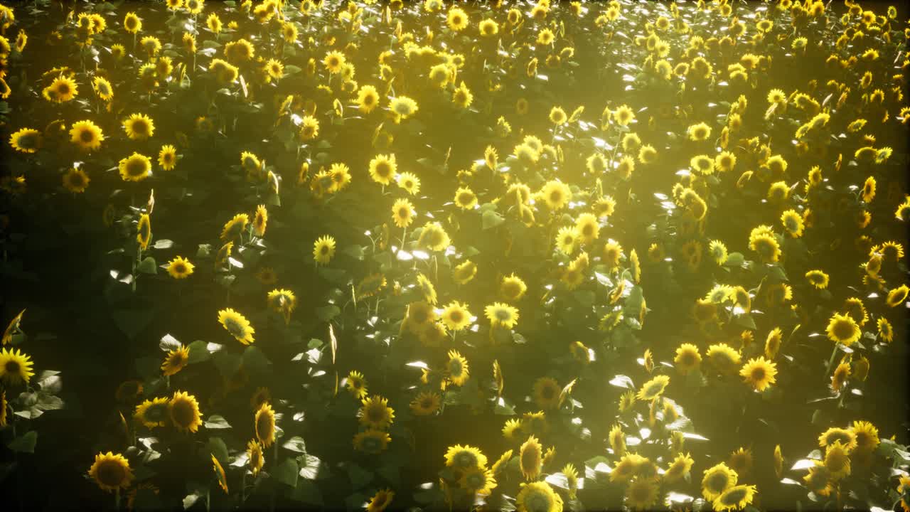 텍사스 해가 지는 아름다운  ⁇ 꽃과 구름