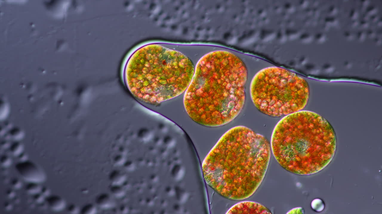 Microscopic View of Aquatic Algae Cells