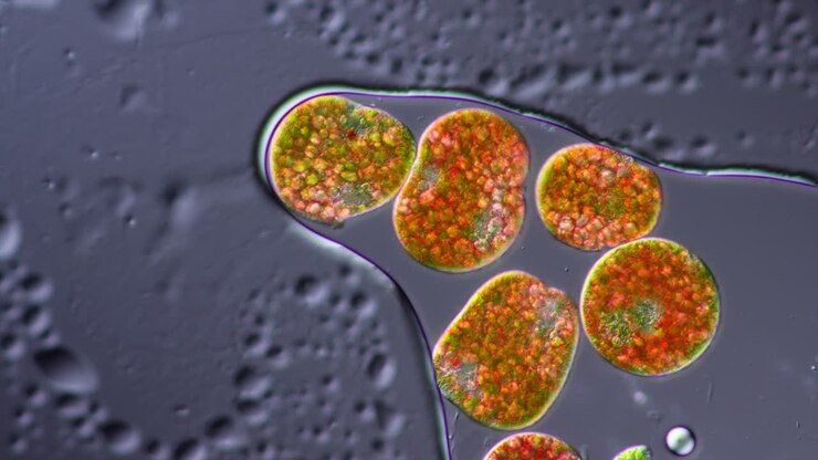 Microscopic View of Aquatic Algae Cells