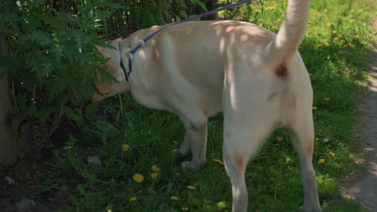 Un labrador olisquea el follaje del jardín, un labrador juguetón investiga de cerca los elementos naturales del patio trasero, un labrador curioso inspecciona a fondo los arbustos del jardín entre flores iluminadas por el sol y setos con textura.