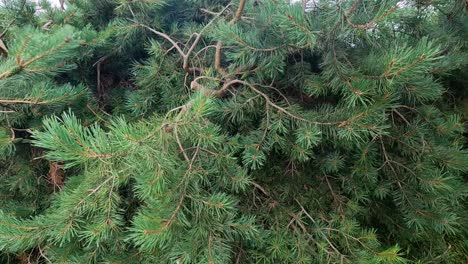 pine branches swaying in the wind