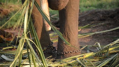 de cerca, el elefante con un colmillo usa un camión para comer ramas de bambú