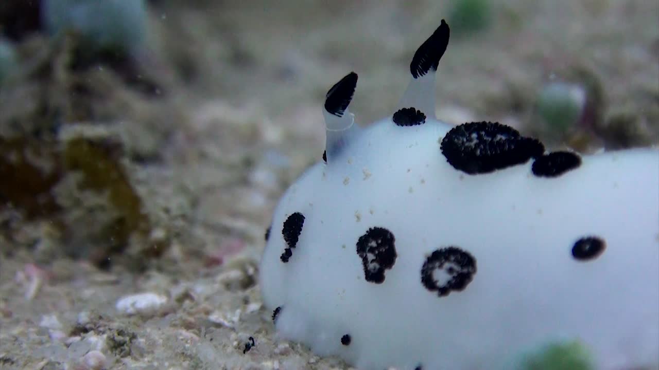 요루나 funebris 누디