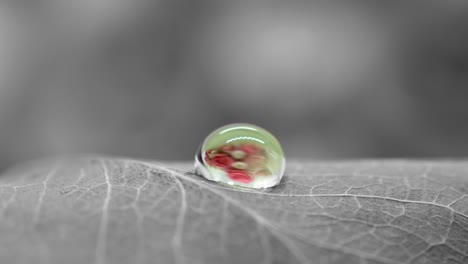 Gota-De-Agua-Colorida-Macro-Extrema-En-El-Entorno-De-La-Hoja-En-Blanco-Y-Negro