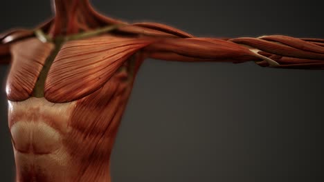 muscular system of human body animation