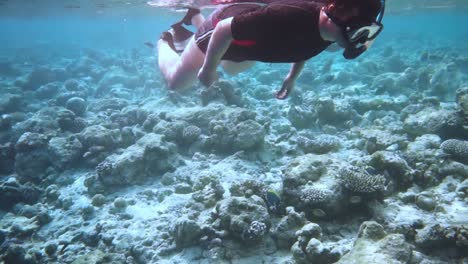 snorkeler coral reef in the maldives