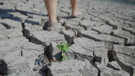 Barfuß-Laufen-Sie-Langsam-über-Trockenen-Und-Rissigen-Boden,-Auf-Dem-Trotz-Aller-Widrigkeiten-Eine-Kleine-Grüne-Pflanze-Wächst