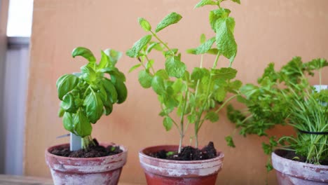 varias hierbas apiladas en un balcón