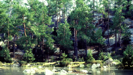 tall green trees surround a calm lake in a serene forest landscape
