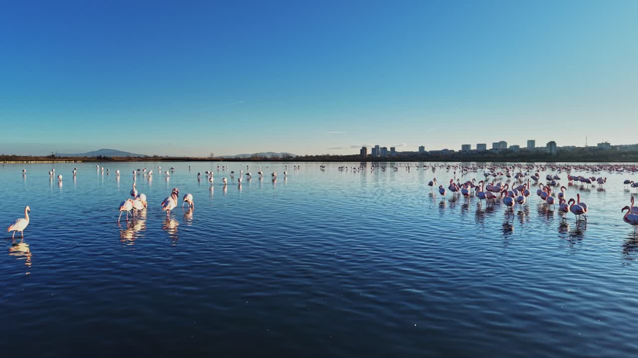 Flamingos gather in large numbers at a water body under bright skies