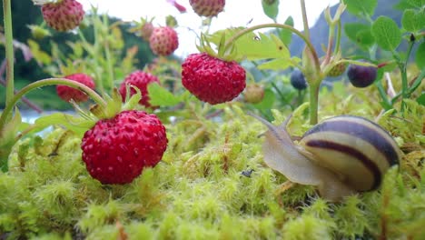 Snail close-up, looking at the red strawberries