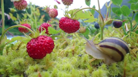 snail close-up, looking at the red strawberries