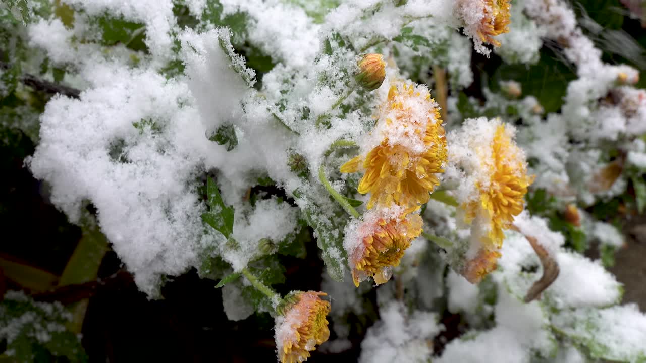 crisantemi gialli e primo piano della neve
