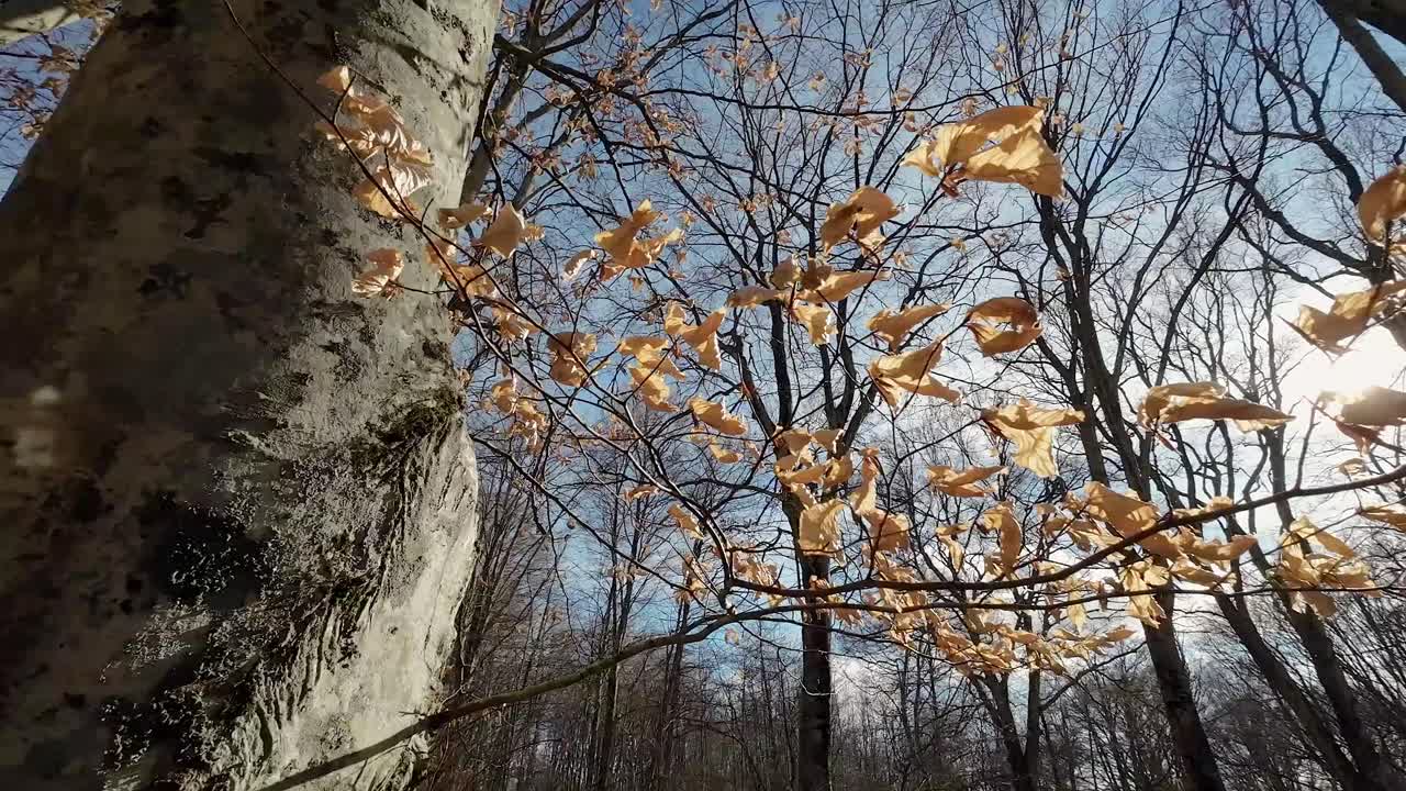 Detail of a beech trunk and of a branch with dead leaves