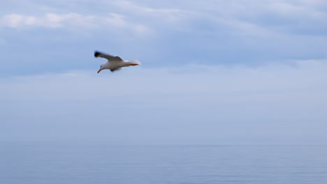 Slow-motion-tracking-a-seagull-fly-and-see-something-in-the-water-but-continues-flying