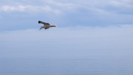 slow motion tracking a seagull fly and see something in the water but continues flying