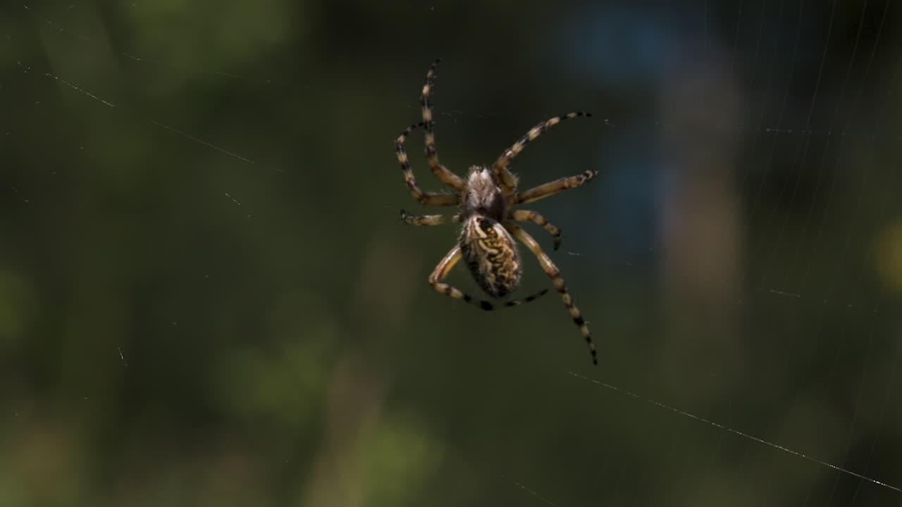 araña en una web