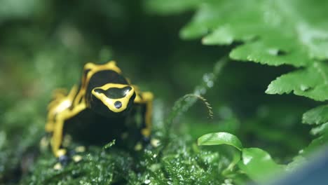 frog with black and yellow spot