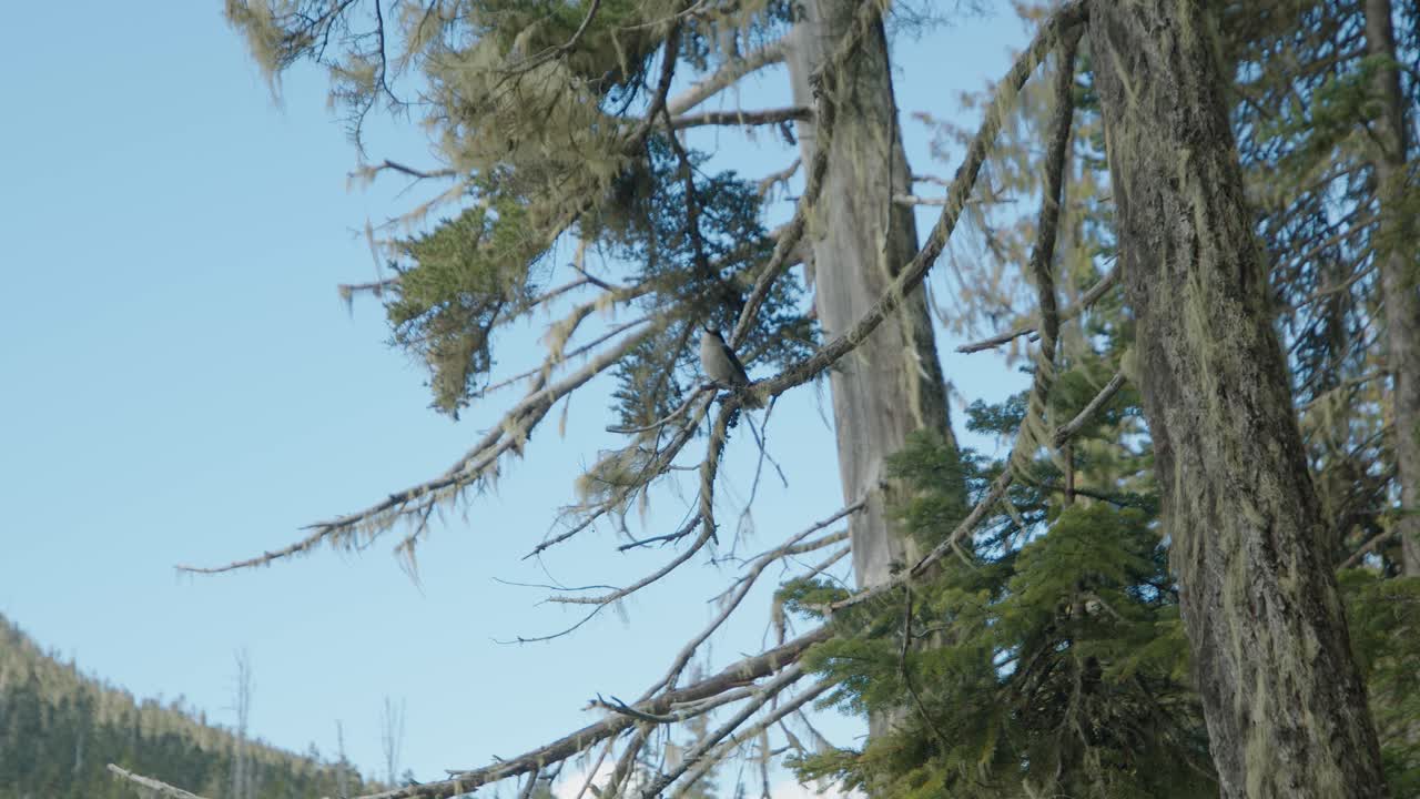 Canada Jay in tree and flying out