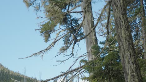 Kanadahäher-Sitzt-Im-Baum-Und-Fliegt-Heraus