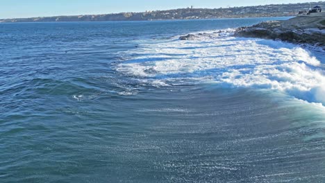 drone shot showing horizonlline of beautiful wave breaking while sea lions play and surf while pelicans fly by during king tide in la jolla, california