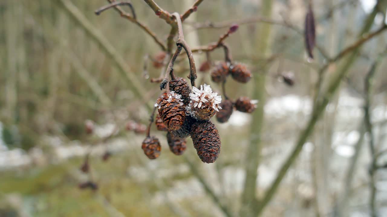 small pine cone resting on a tree with snow on top during Christmas period with a cold Christmas feel to the video