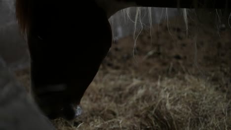 brown horse in the barn chewing hay