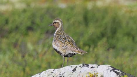 european golden plover (pluvialis apricaria), dovrefjell sunndalsfjella national park, norway.