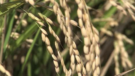 close up of rice short before harvest, california, usa