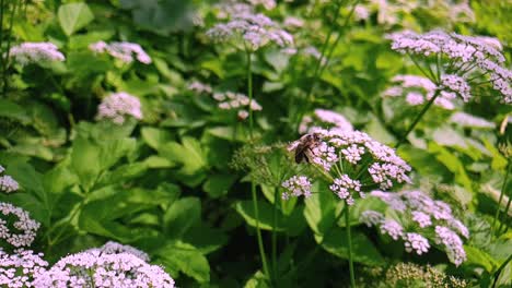 Abeja-Recogiendo-Néctar