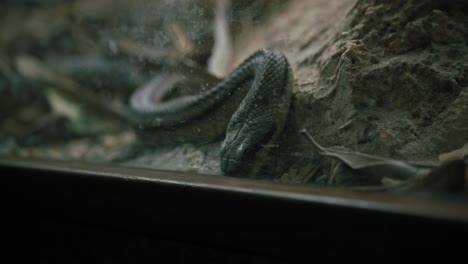 close up of a black snake slithering inside a glass enclosure, highlighting its scales and movement