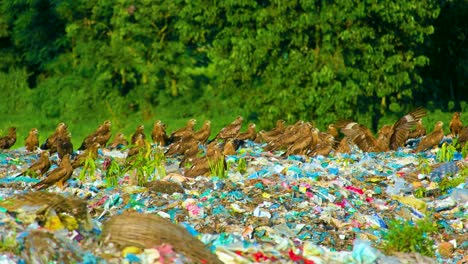 Bandada-De-Pájaros-Marrones-Salvajes-Pululando-Sobre-El-Vertedero-De-Basura