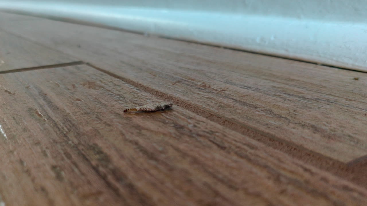 yeso bagworm cerrar moviéndose en el suelo