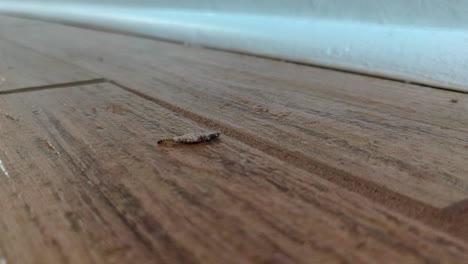 plaster bagworm close up moving on the floor