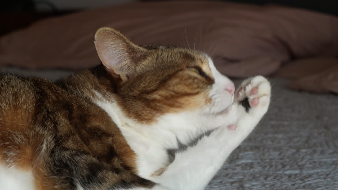 Close up shot Domestic cat, lying on bed looking to camera and licking her fur