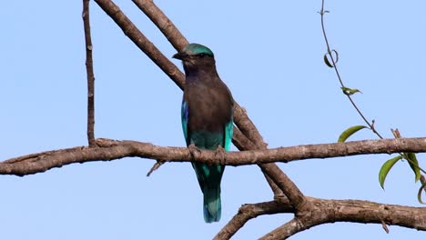 The-Indian-Roller-is-common-in-Thailand,-readily-seen-when-travelling-to-the-province-and-national-parks