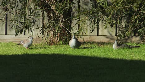 Paloma-Crestada-Limpiando-Sus-Plumas-Y-Estirando-Sus-Alas-En-Un-Jardín-Al-Sol-Durante-El-Día,-Australia,-Gippsland,-Victoria,-Maffra