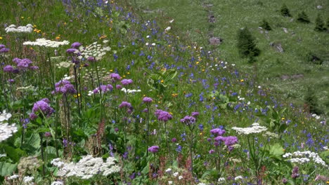 Fields-of-flowers-are-blooming-in-springtime