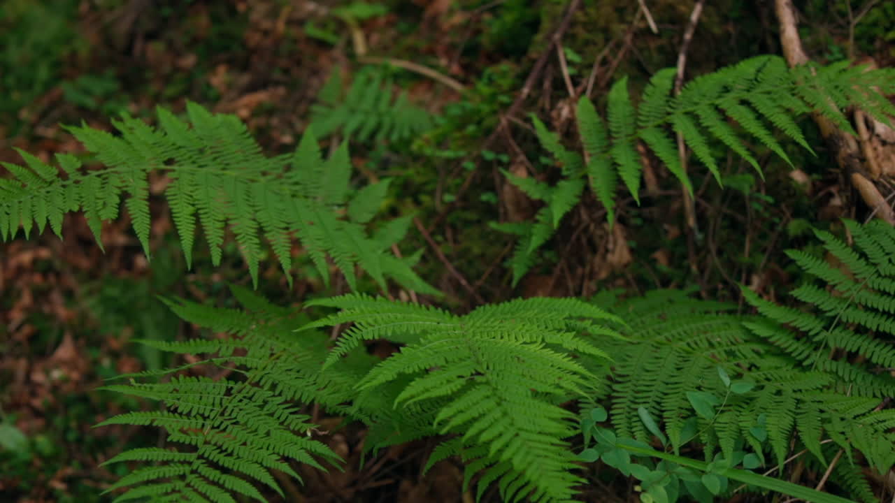 Fresh leaves of fern. Green plant in woods. Fern bush in the forest. Carved leaves of bracken. Close-up.