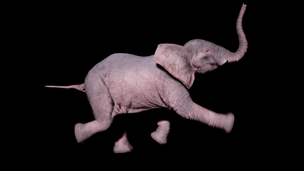 큰 아프리카 코끼리가 알파 채널과 함께 고립된 배경에서 물 속에서 헤엄치고 동물, 자연 및 교육 배경에 대한 원활한 루프 애니메이션.