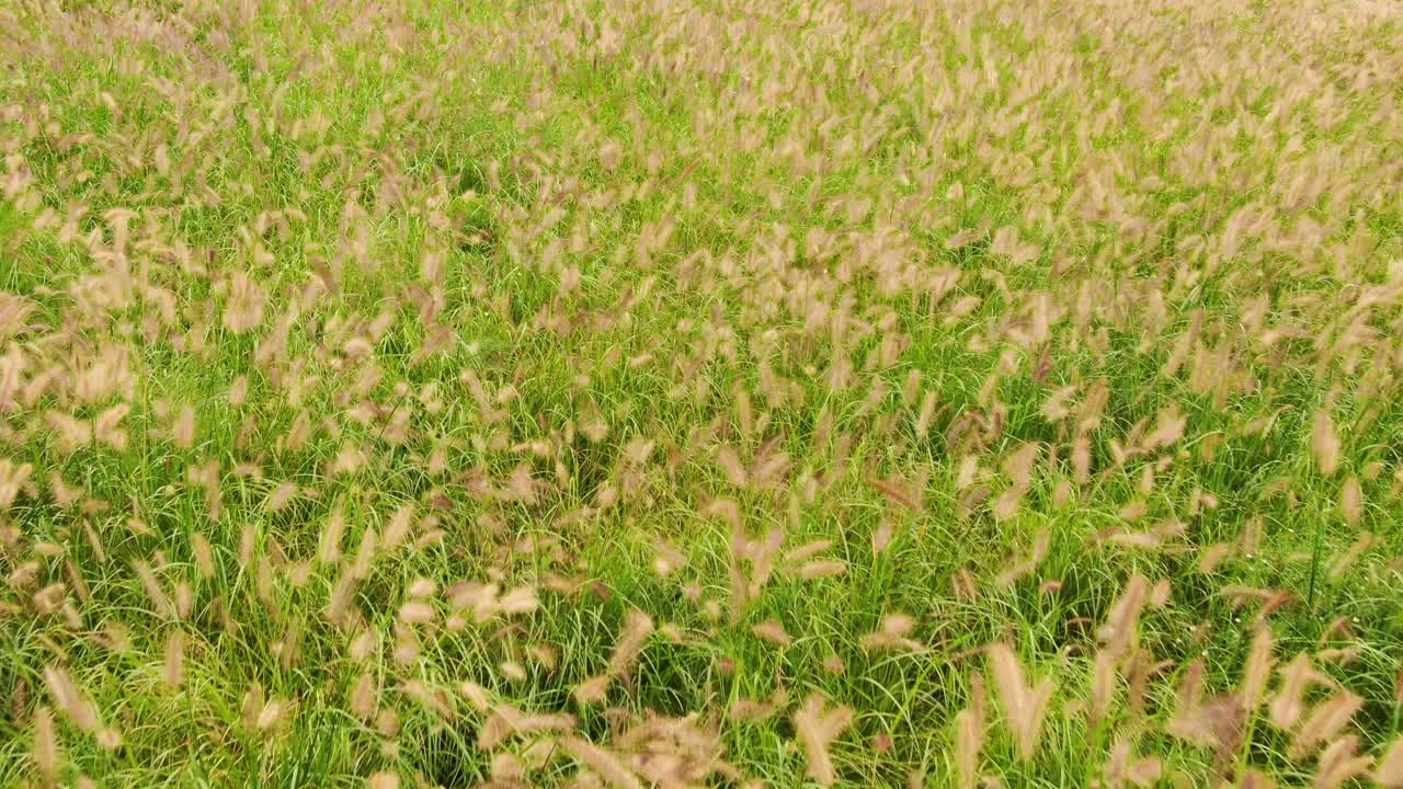 un tranquilo bosque de juncos a principios de otoño