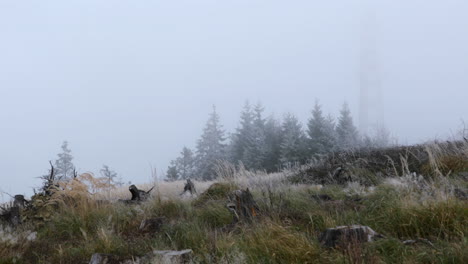 Nebel-Mitten-Im-Wald-Mit-Blick-Auf-Den-Baumstamm-Und-Feinen-Schnee-Im-Hintergrund