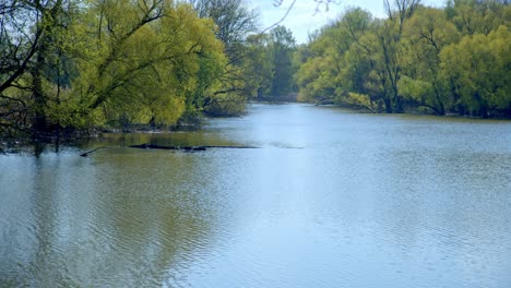 Panorama-Of-Calm-River-With-Green-Trees-In-March-Thaya-Auen-in-Austria