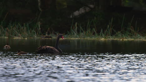 Schwarzer-Schwan-Schwimmt-Auf-Einem-See