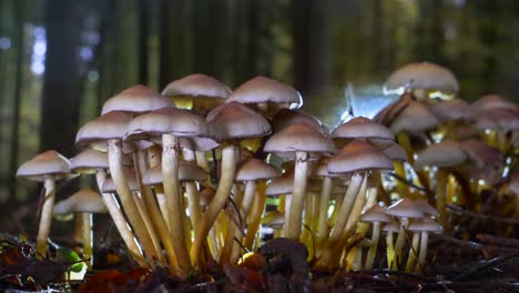 cierre la diapositiva del carro del grupo de hongos tóxicos en el bosque húmedo con la luz del sol en el fondo