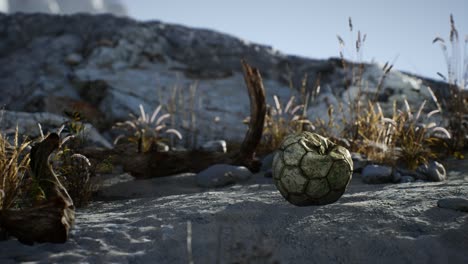 una vieja pelota de fútbol rota arrojada yace en la arena de la playa del mar