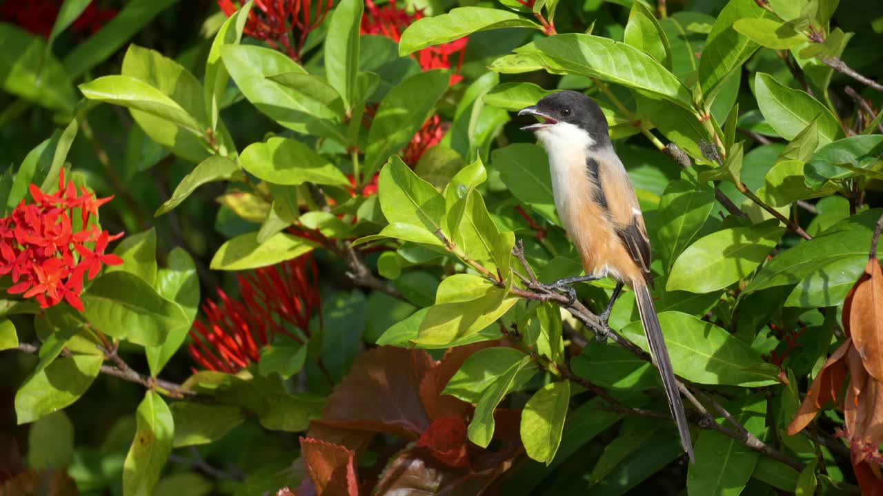actuación en "the shrike" de cola larga encaramada en una planta con flores ixora con pico abierto