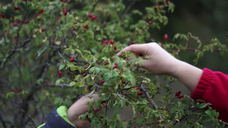 woman picking carefully wild rose hip with her hands