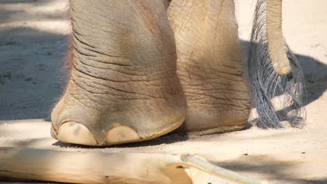 close up of an adult african elephant eating leaves off a bush in etosha national park